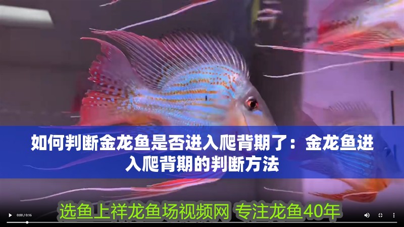 如何判斷金龍魚是否進(jìn)入爬背期了：金龍魚進(jìn)入爬背期的判斷方法
