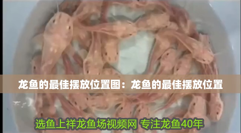 龍魚的最佳擺放位置圖：龍魚的最佳擺放位置