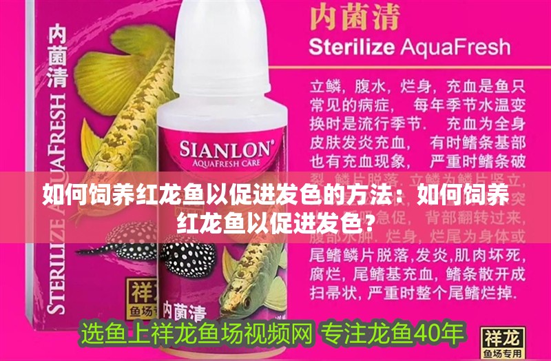如何飼養紅龍魚以促進發色的方法：如何飼養紅龍魚以促進發色？