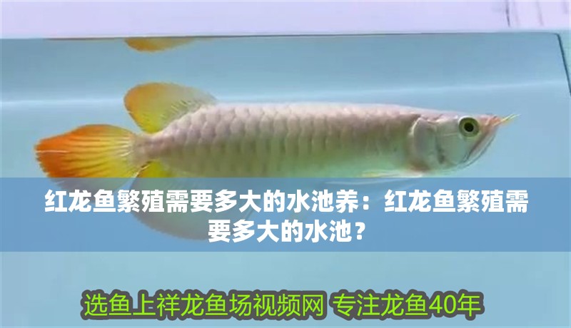 紅龍魚繁殖需要多大的水池養：紅龍魚繁殖需要多大的水池？