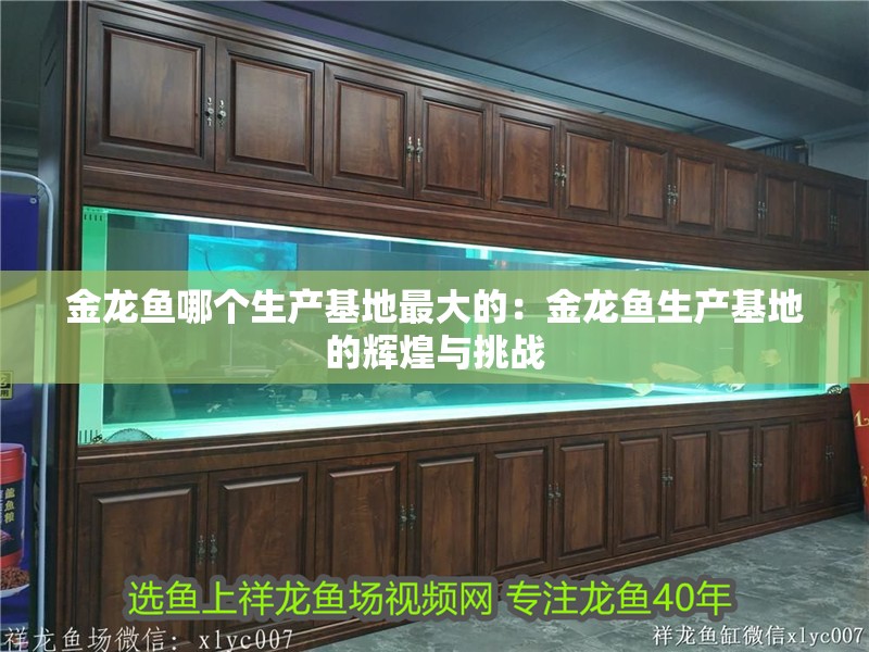金龍魚哪個生產(chǎn)基地最大的：金龍魚生產(chǎn)基地的輝煌與挑戰(zhàn)