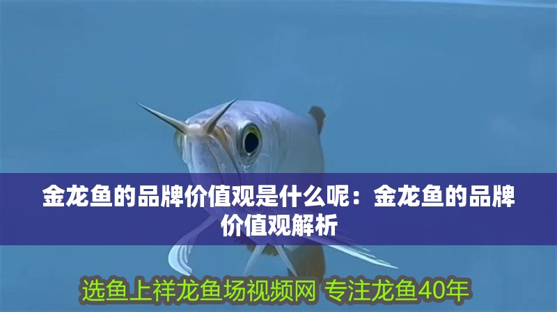 金龍魚的品牌價值觀是什么呢：金龍魚的品牌價值觀解析
