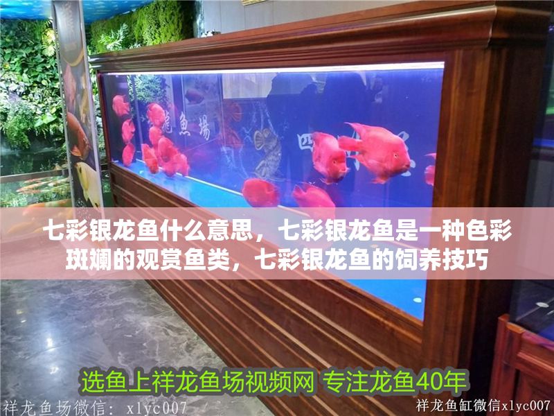 七彩銀龍魚什么意思，七彩銀龍魚是一種色彩斑斕的觀賞魚類，七彩銀龍魚的飼養技巧