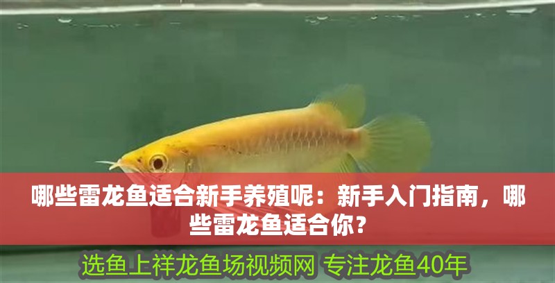哪些雷龍魚(yú)適合新手養(yǎng)殖呢：新手入門(mén)指南，哪些雷龍魚(yú)適合你？