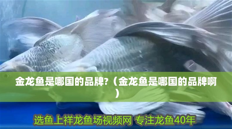 金龍魚是哪國的品牌?（金龍魚是哪國的品牌啊）