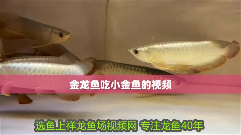金龍魚吃小金魚的視頻