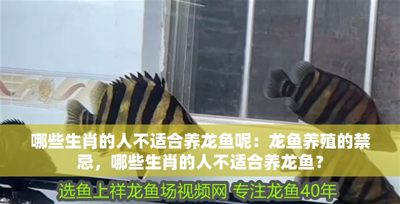 哪些生肖的人不適合養(yǎng)龍魚呢：龍魚養(yǎng)殖的禁忌，哪些生肖的人不適合養(yǎng)龍魚？