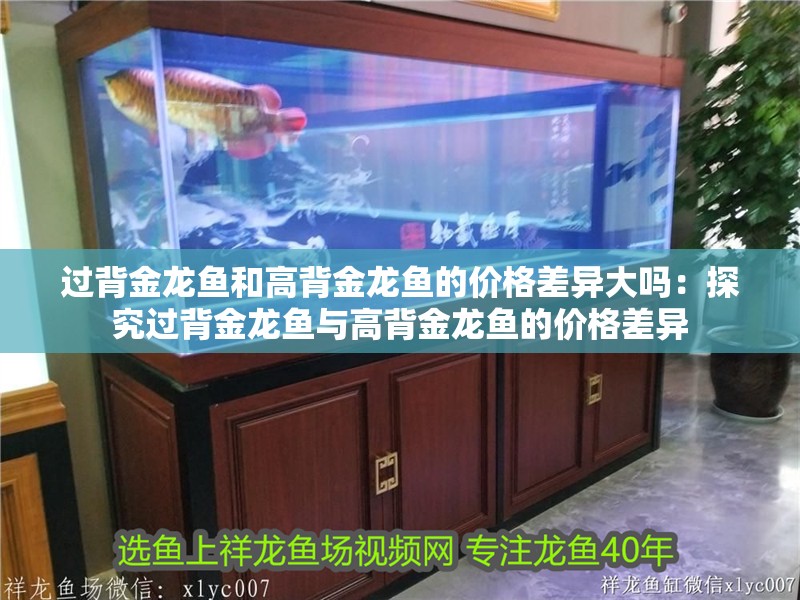 過背金龍魚和高背金龍魚的價格差異大嗎：探究過背金龍魚與高背金龍魚的價格差異
