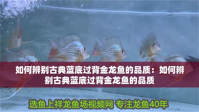 如何辨別古典藍(lán)底過(guò)背金龍魚(yú)的品質(zhì)：如何辨別古典藍(lán)底過(guò)背金龍魚(yú)的品質(zhì)