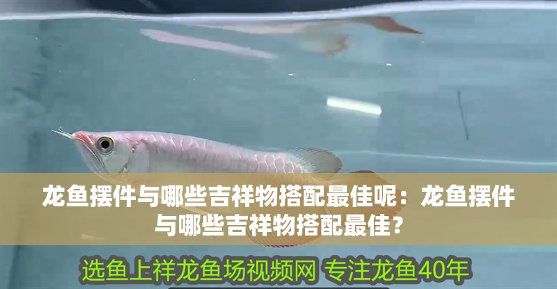 龍魚擺件與哪些吉祥物搭配最佳呢：龍魚擺件與哪些吉祥物搭配最佳？