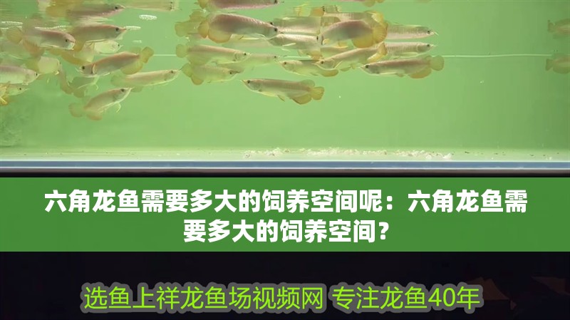 六角龍魚需要多大的飼養(yǎng)空間呢：六角龍魚需要多大的飼養(yǎng)空間？
