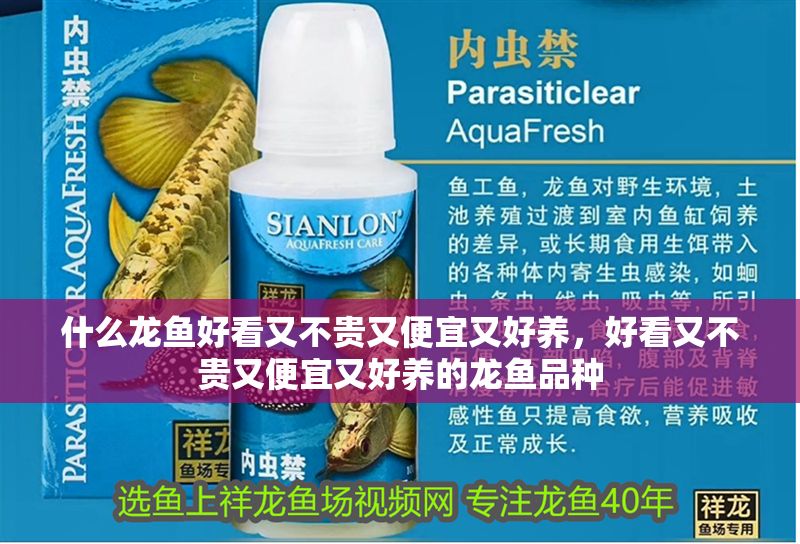 什么龍魚好看又不貴又便宜又好養(yǎng)，好看又不貴又便宜又好養(yǎng)的龍魚品種