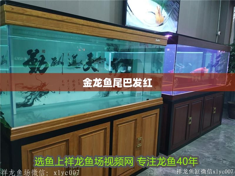 金龍魚尾巴發紅