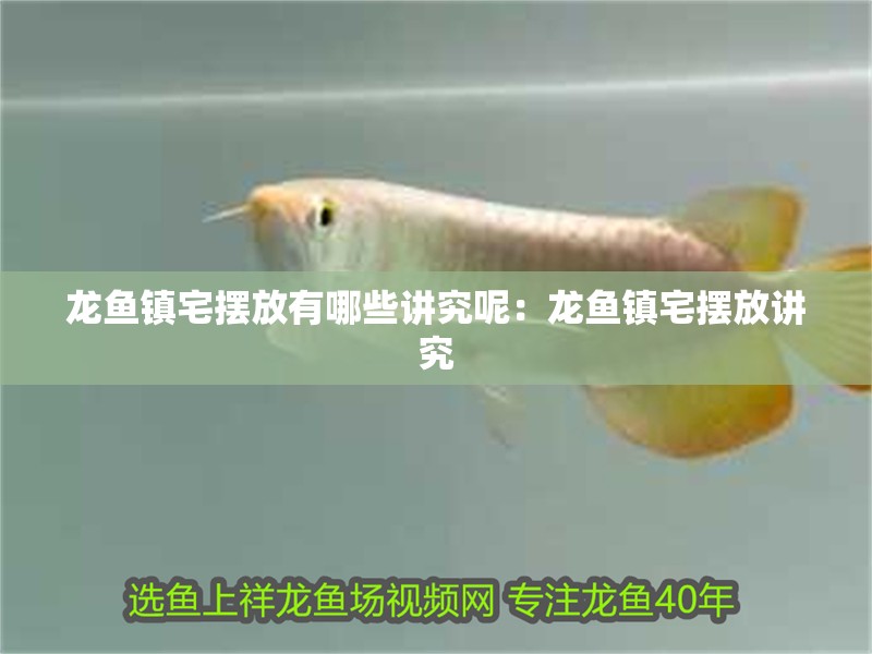 龍魚鎮宅擺放有哪些講究呢：龍魚鎮宅擺放講究
