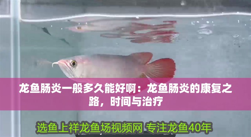 龍魚腸炎一般多久能好?。糊堲~腸炎的康復之路，時間與治療