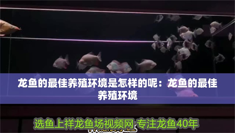 龍魚的最佳養(yǎng)殖環(huán)境是怎樣的呢：龍魚的最佳養(yǎng)殖環(huán)境