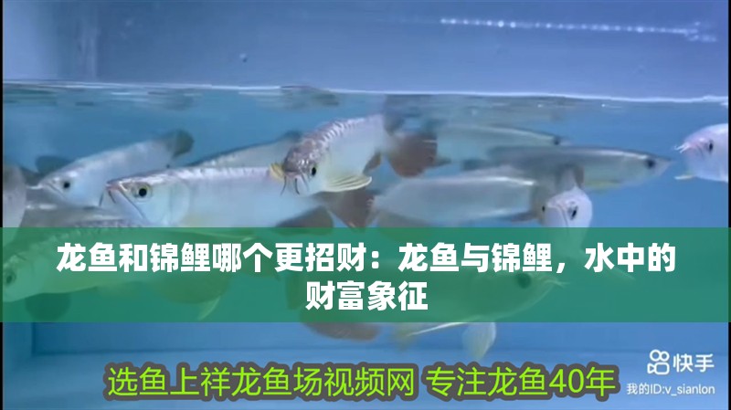 龍魚和錦鯉哪個更招財：龍魚與錦鯉，水中的財富象征