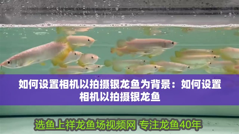 如何設置相機以拍攝銀龍魚為背景：如何設置相機以拍攝銀龍魚