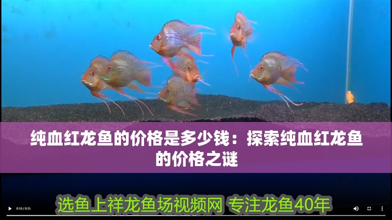 純血紅龍魚的價格是多少錢：探索純血紅龍魚的價格之謎