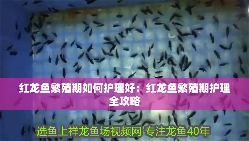紅龍魚繁殖期如何護(hù)理好：紅龍魚繁殖期護(hù)理全攻略