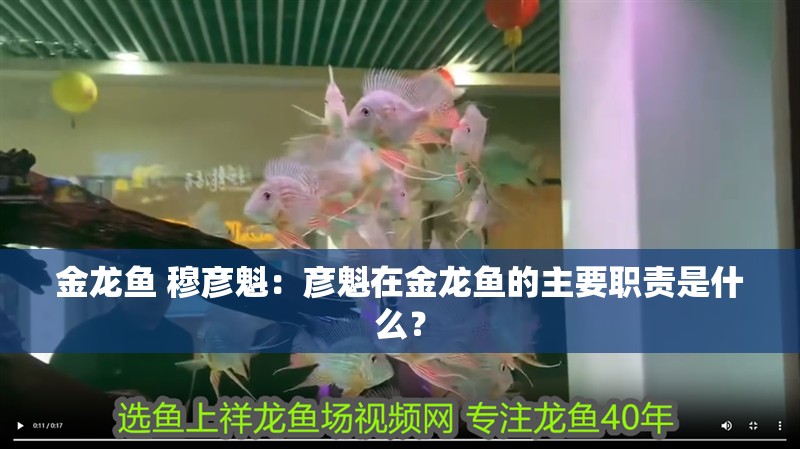 金龍魚 穆彥魁：彥魁在金龍魚的主要職責(zé)是什么？