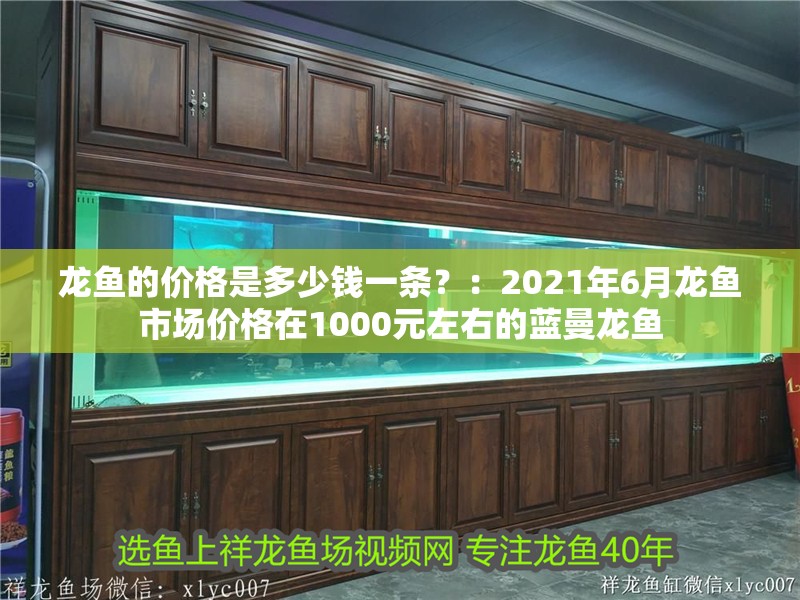 龍魚的價(jià)格是多少錢一條？：2021年6月龍魚市場(chǎng)價(jià)格在1000元左右的藍(lán)曼龍魚