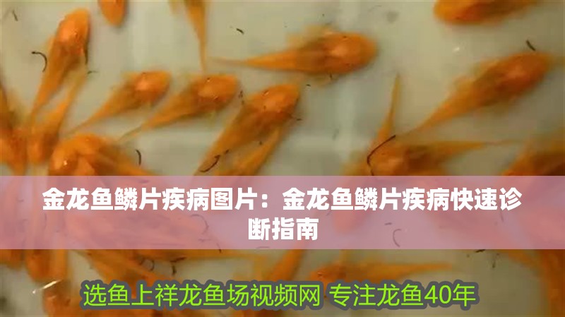 金龍魚鱗片疾病圖片：金龍魚鱗片疾病快速診斷指南