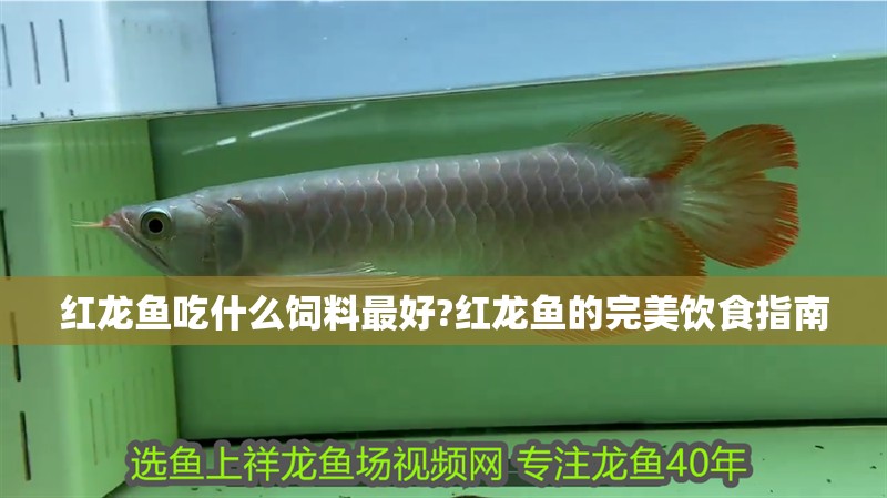 紅龍魚吃什么飼料最好?紅龍魚的完美飲食指南
