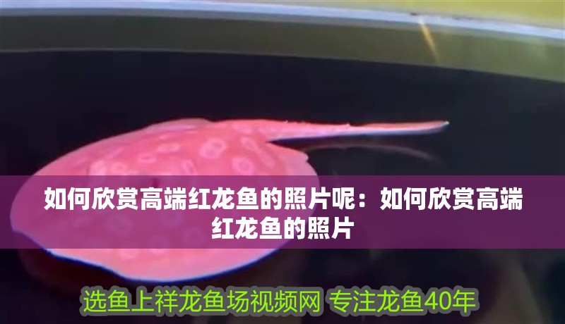 如何欣賞高端紅龍魚的照片呢：如何欣賞高端紅龍魚的照片