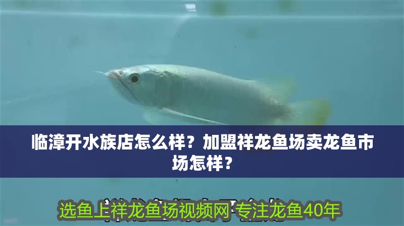 臨漳開(kāi)水族店怎么樣？加盟祥龍魚(yú)場(chǎng)賣龍魚(yú)市場(chǎng)怎樣？