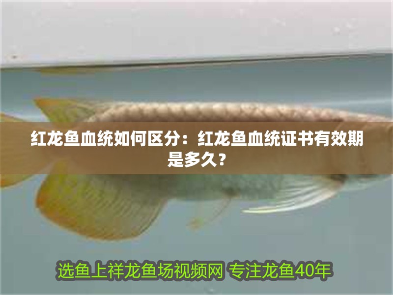 紅龍魚血統如何區分：紅龍魚血統證書有效期是多久？