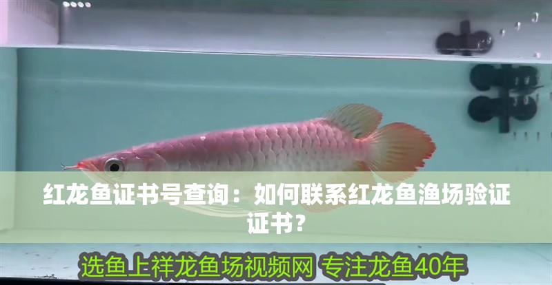 紅龍魚證書號查詢：如何聯系紅龍魚漁場驗證證書？