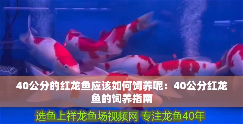 40公分的紅龍魚應該如何飼養呢：40公分紅龍魚的飼養指南