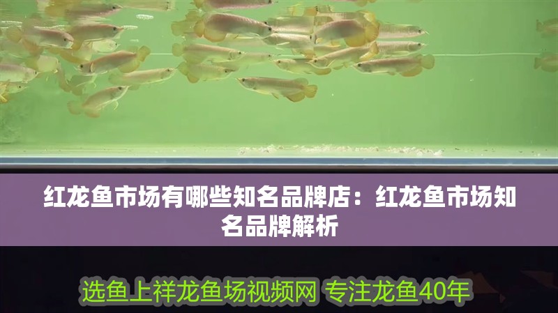 紅龍魚市場有哪些知名品牌店：紅龍魚市場知名品牌解析