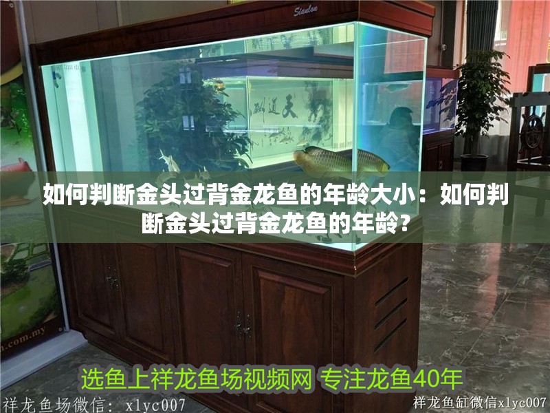 如何判斷金頭過背金龍魚的年齡大?。喝绾闻袛嘟痤^過背金龍魚的年齡？