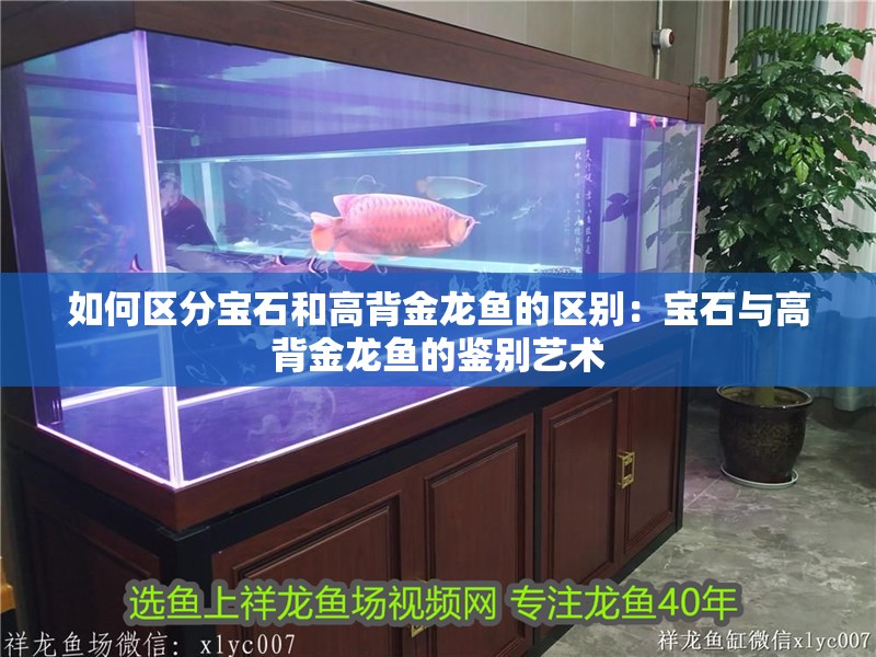 如何區(qū)分寶石和高背金龍魚(yú)的區(qū)別：寶石與高背金龍魚(yú)的鑒別藝術(shù)