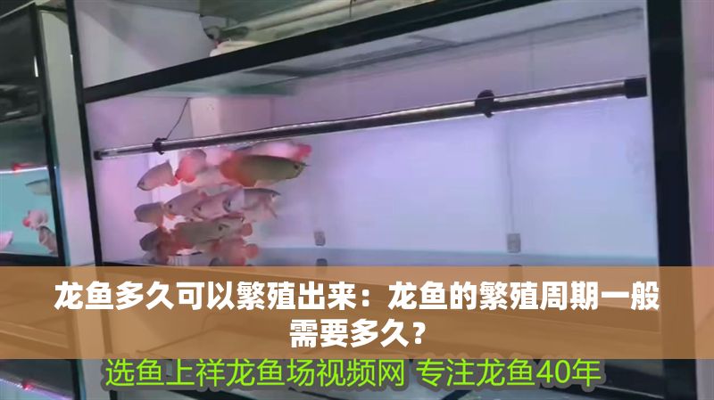 龍魚多久可以繁殖出來：龍魚的繁殖周期一般需要多久？