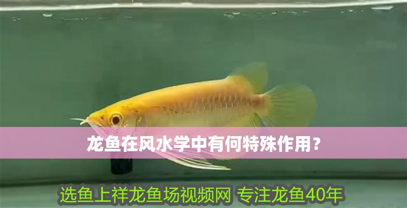 龍魚在風(fēng)水學(xué)中有何特殊作用？ 龍魚在風(fēng)水學(xué)中有何特殊作用？ 龍魚百科