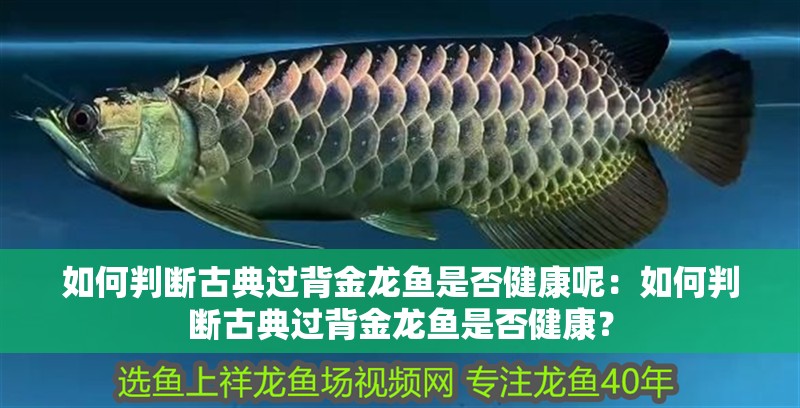 如何判斷古典過背金龍魚是否健康呢：如何判斷古典過背金龍魚是否健康？