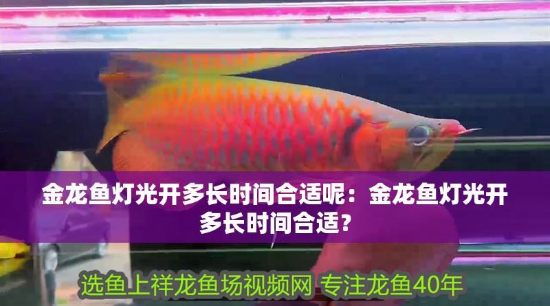 金龍魚燈光開多長時間合適呢：金龍魚燈光開多長時間合適？