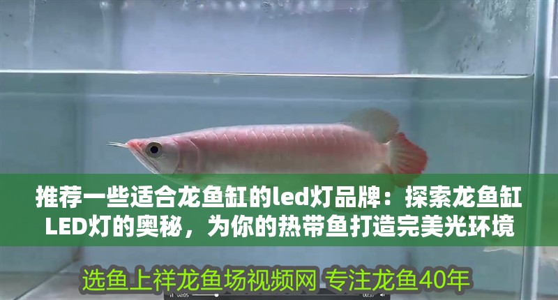 推薦一些適合龍魚缸的led燈品牌：探索龍魚缸LED燈的奧秘，為你的熱帶魚打造完美光環境