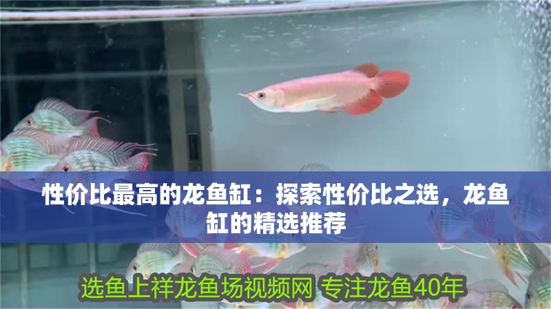 性價比最高的龍魚缸：探索性價比之選，龍魚缸的精選推薦