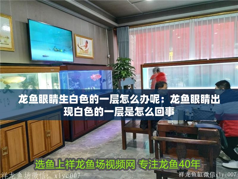 龍魚眼睛生白色的一層怎么辦呢：龍魚眼睛出現(xiàn)白色的一層是怎么回事