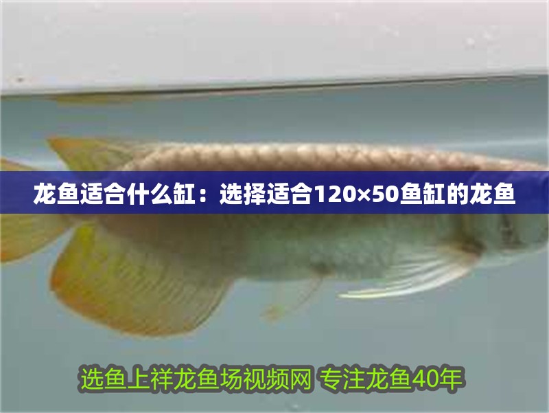 龍魚適合什么缸：選擇適合120×50魚缸的龍魚