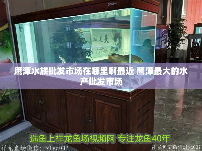 鷹潭水族批發(fā)市場(chǎng)在哪里啊最近 鷹潭最大的水產(chǎn)批發(fā)市場(chǎng)