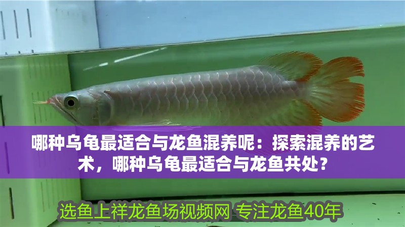 哪種烏龜最適合與龍魚混養呢：探索混養的藝術，哪種烏龜最適合與龍魚共處？