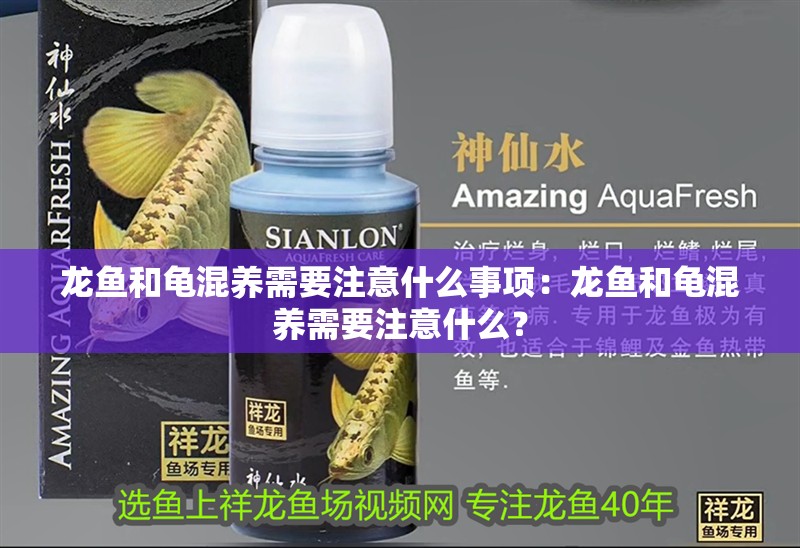 龍魚和龜混養(yǎng)需要注意什么事項：龍魚和龜混養(yǎng)需要注意什么？