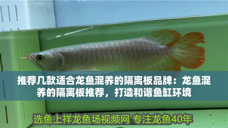 推薦幾款適合龍魚(yú)混養(yǎng)的隔離板品牌：龍魚(yú)混養(yǎng)的隔離板推薦，打造和諧魚(yú)缸環(huán)境