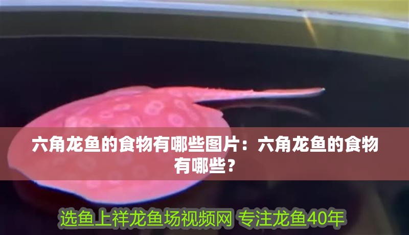 六角龍魚的食物有哪些圖片：六角龍魚的食物有哪些？