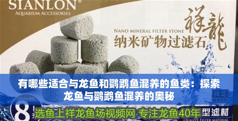 有哪些適合與龍魚和鸚鵡魚混養(yǎng)的魚類：探索龍魚與鸚鵡魚混養(yǎng)的奧秘